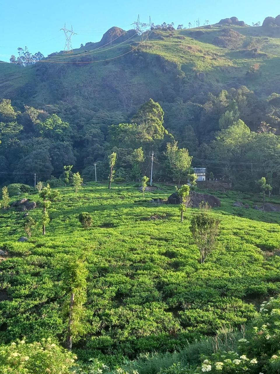 Tea Dale - All Rooms With Tea Estate View ムンナール 部屋 写真